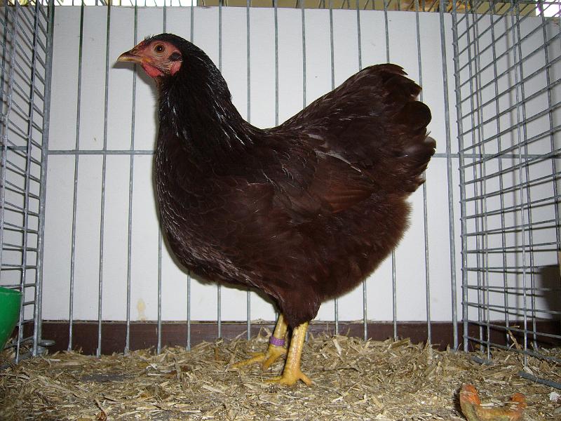 Delbrueck 2008 087.jpg - Zwerg Wyandotten rot von Lars-Martin Lummer Preis HV 96 LVEJ